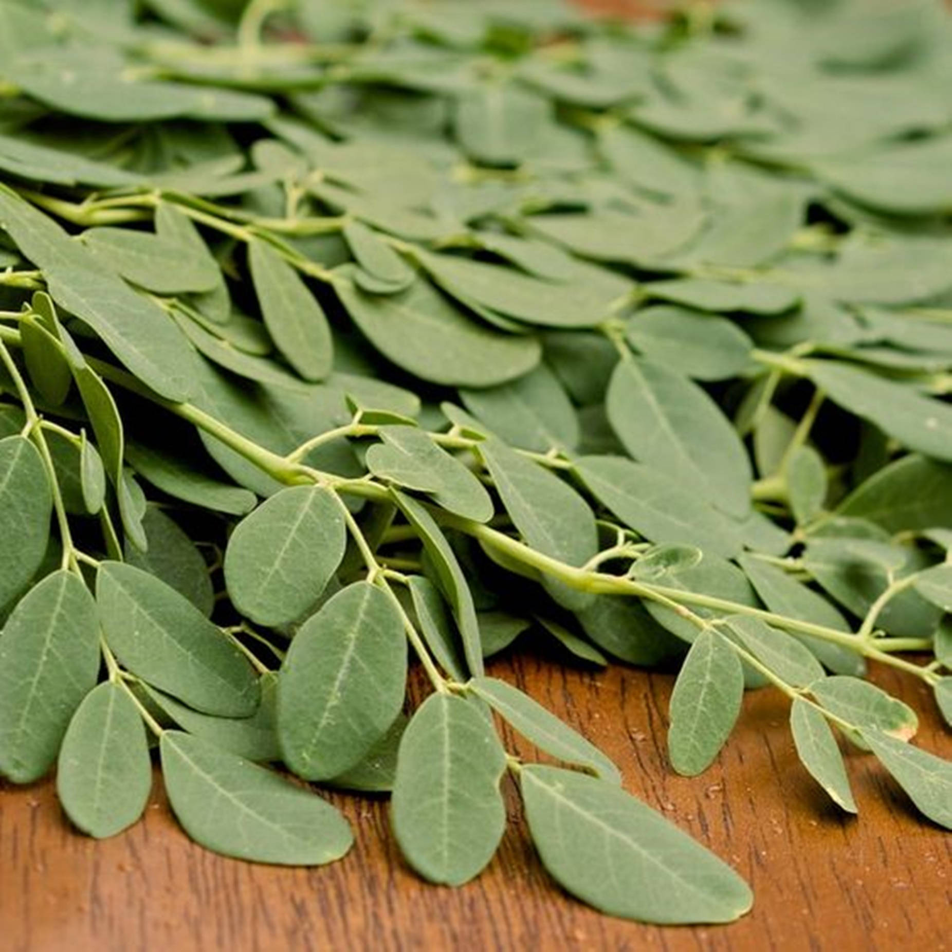 Harvested Moringa Plant In Focus Wallpaper