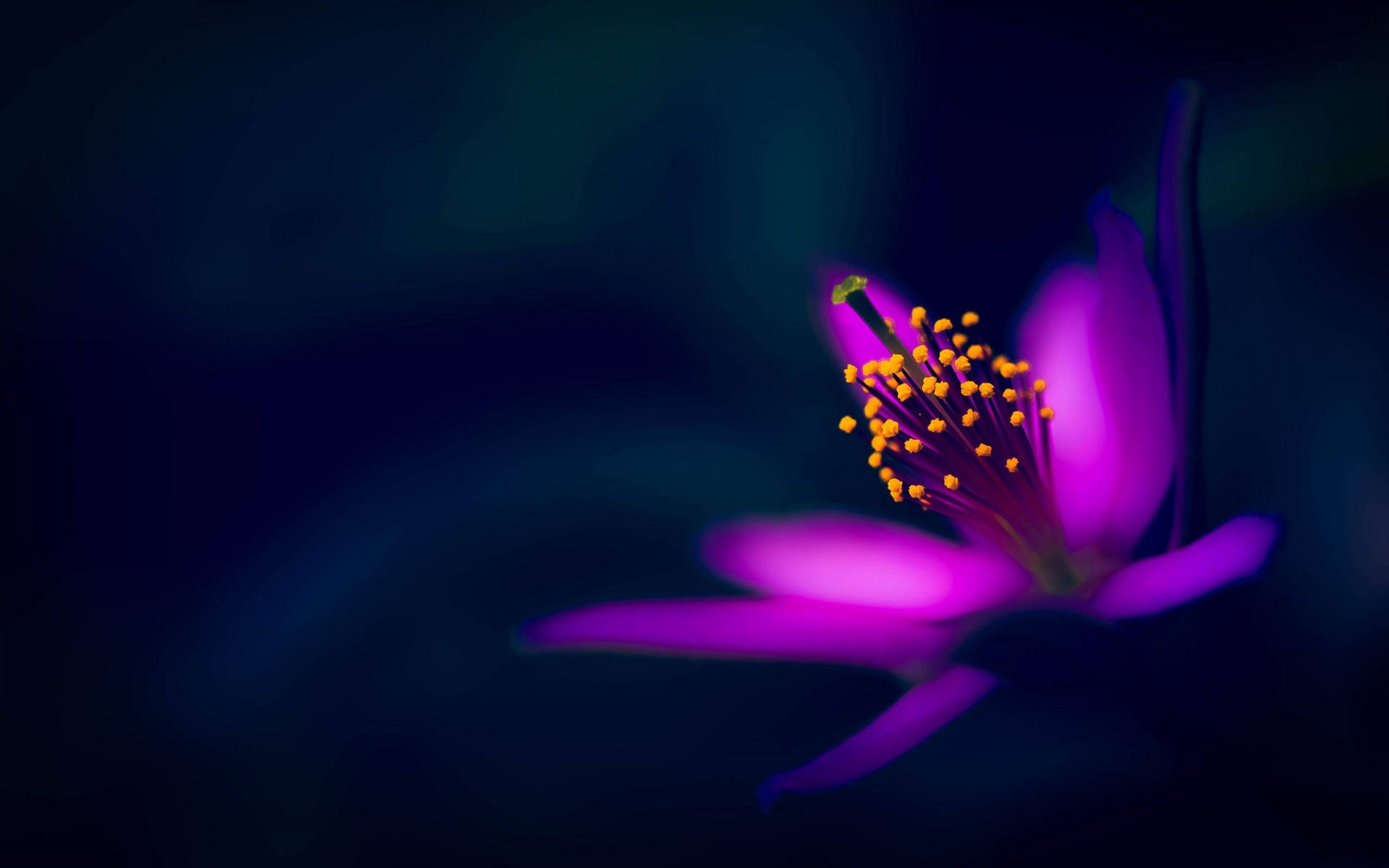 Hazy And Dark Hd Flowers Wallpaper