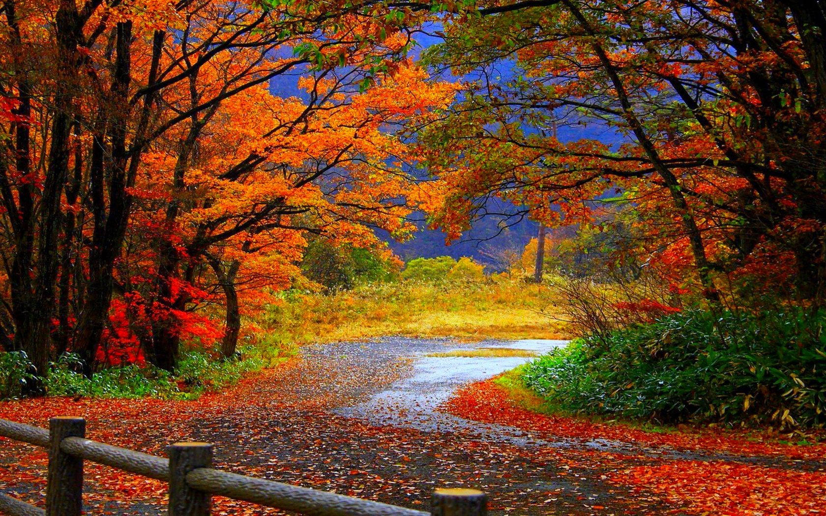 Hd Red Trees On Country Road During Fall Wallpaper