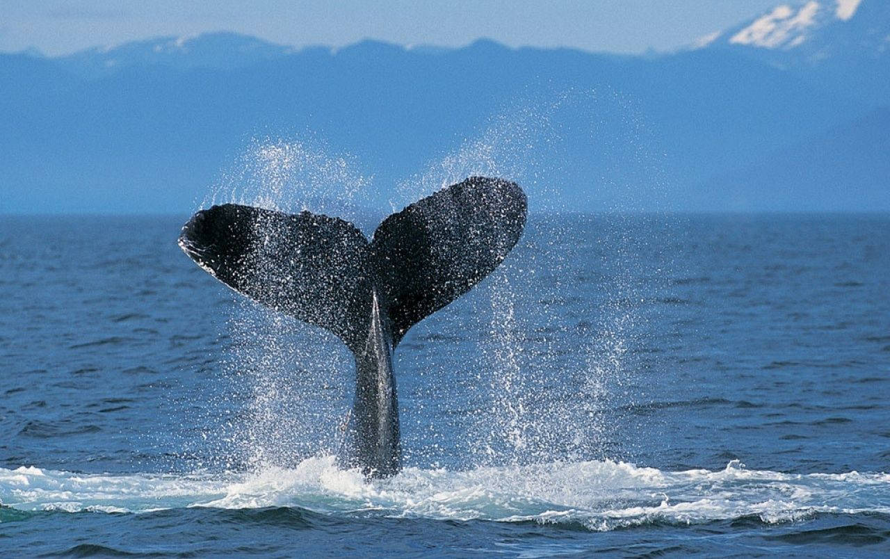 Heart-shaped Whale Tail In The Sea Wallpaper