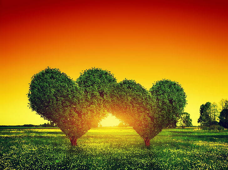 Heart Trees Full Desktop Screen Hd Wallpaper