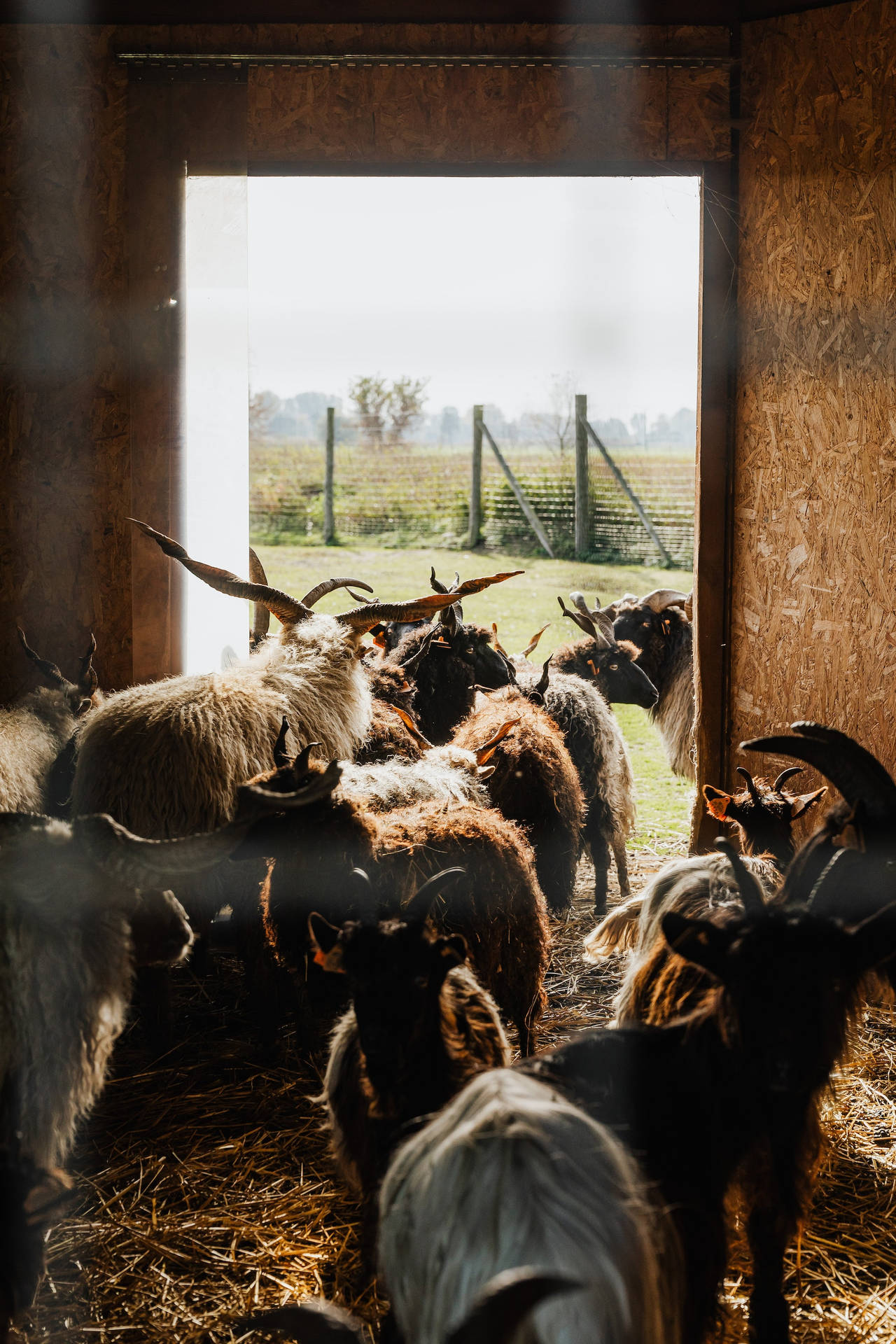 Herd Of Sheep Animals Going Out A Farmhouse Wallpaper