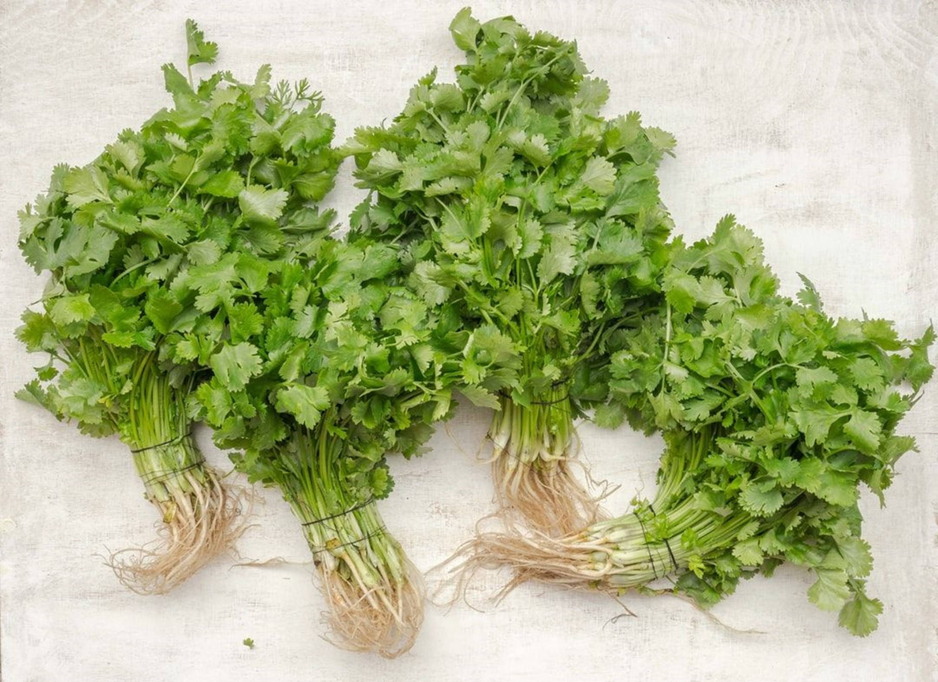 High-angle Shot Of Fresh Coriander Herb Wallpaper