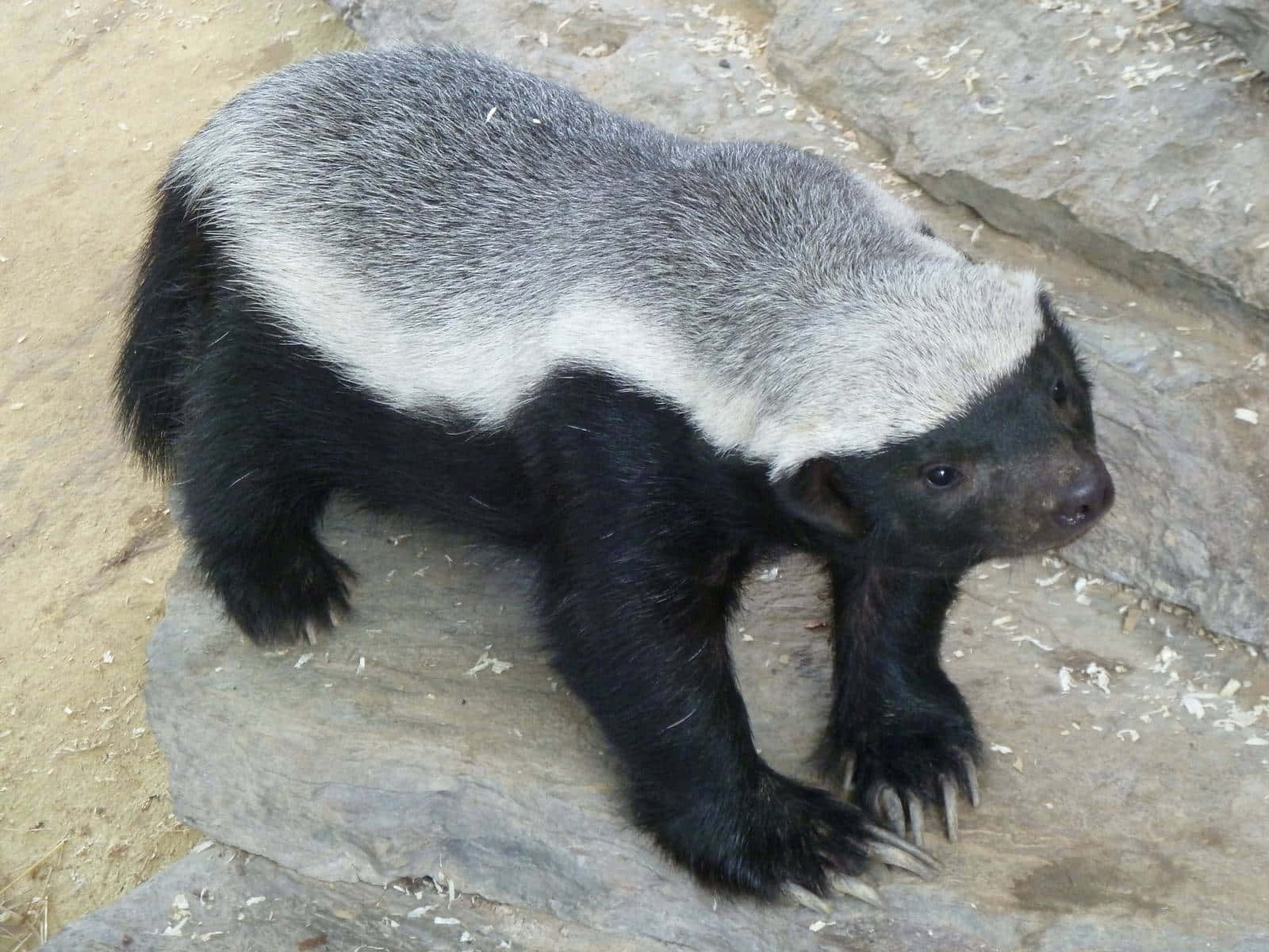 Honey Badger On Rock Wallpaper