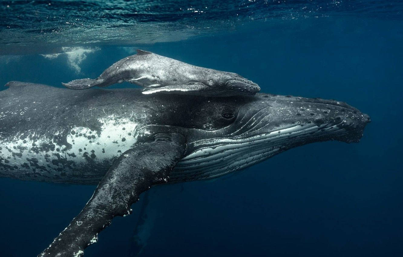 Humpback Whale Swimming With Remora On Top Wallpaper