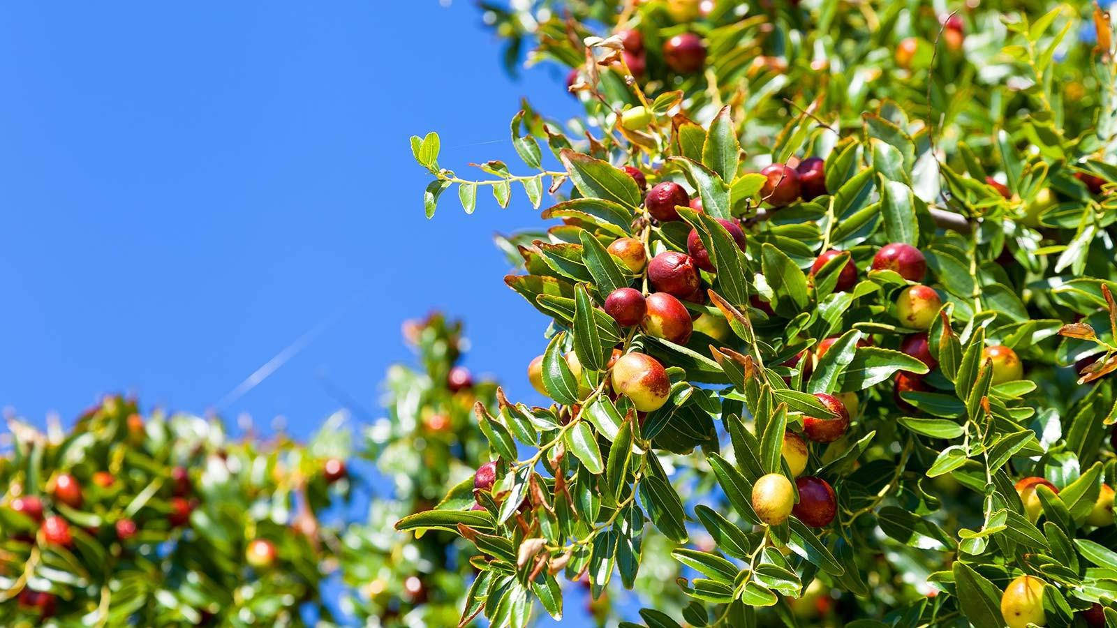 Indian Jujube Fruit Tree Wallpaper