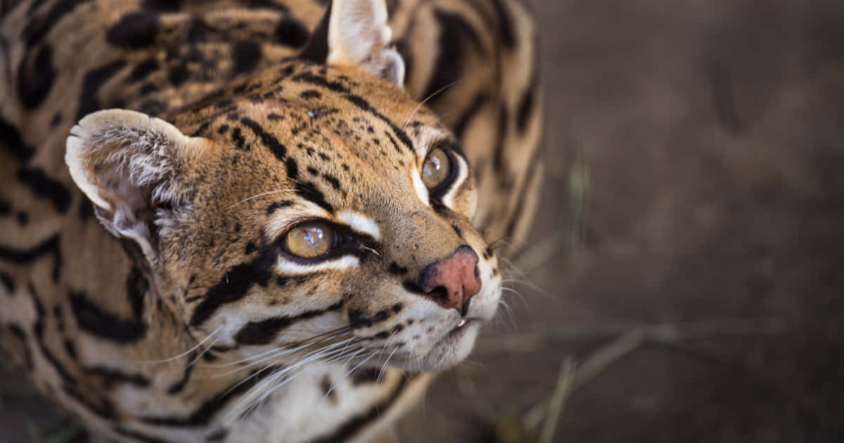 Intense Ocelot Gaze Wallpaper