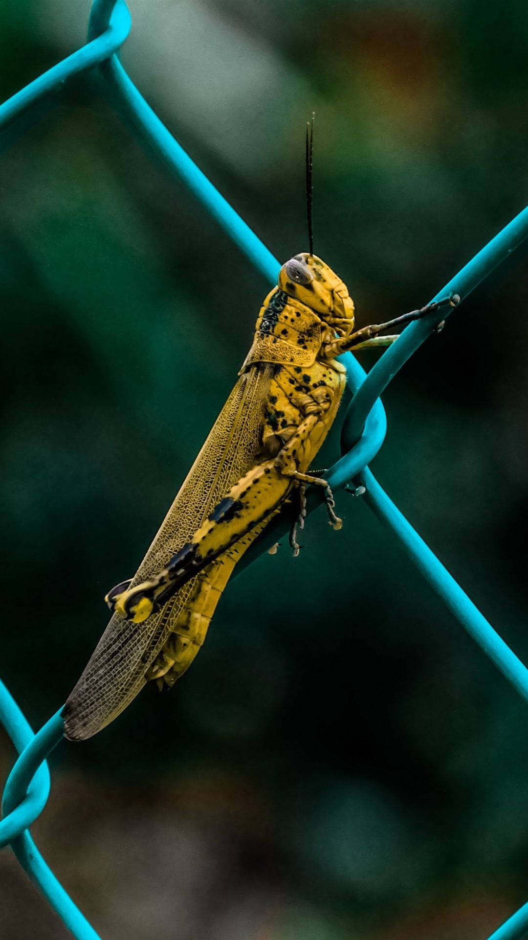 Javanese Grasshopper Valanga Nigricornis Wallpaper