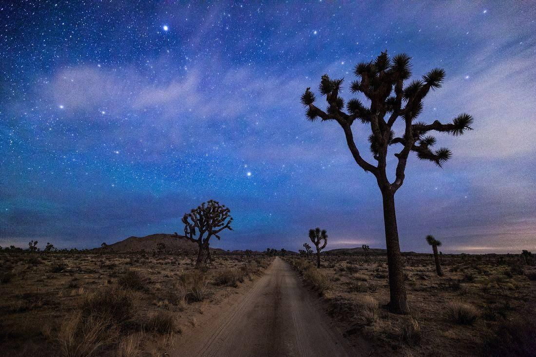 Joshua Tree National Park Blue Night Sky Wallpaper