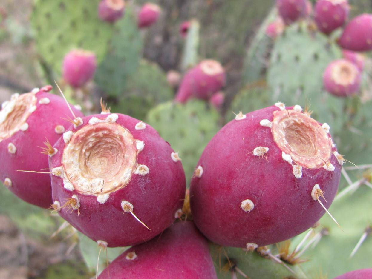 Juicy Prickly Pear Red Wallpaper