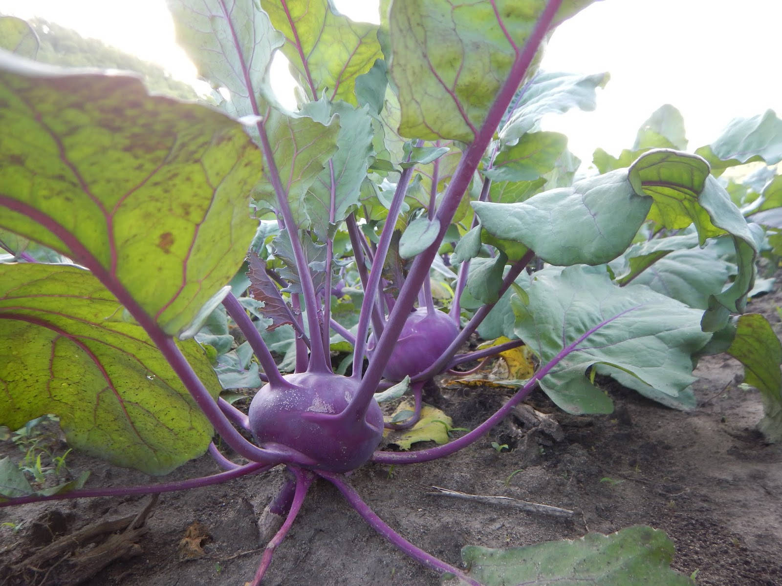 Kohlrabi With Purple Stems Wallpaper