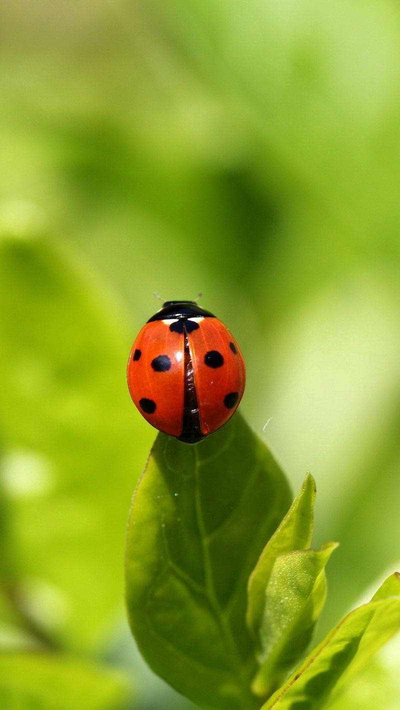 Ladybug On A Green Leaf Wallpaper