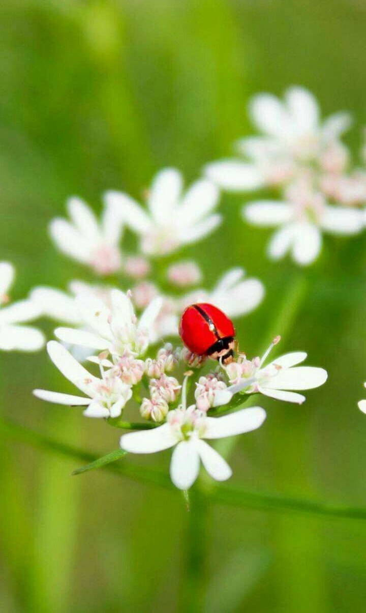 Ladybug On A White Flower Wallpaper