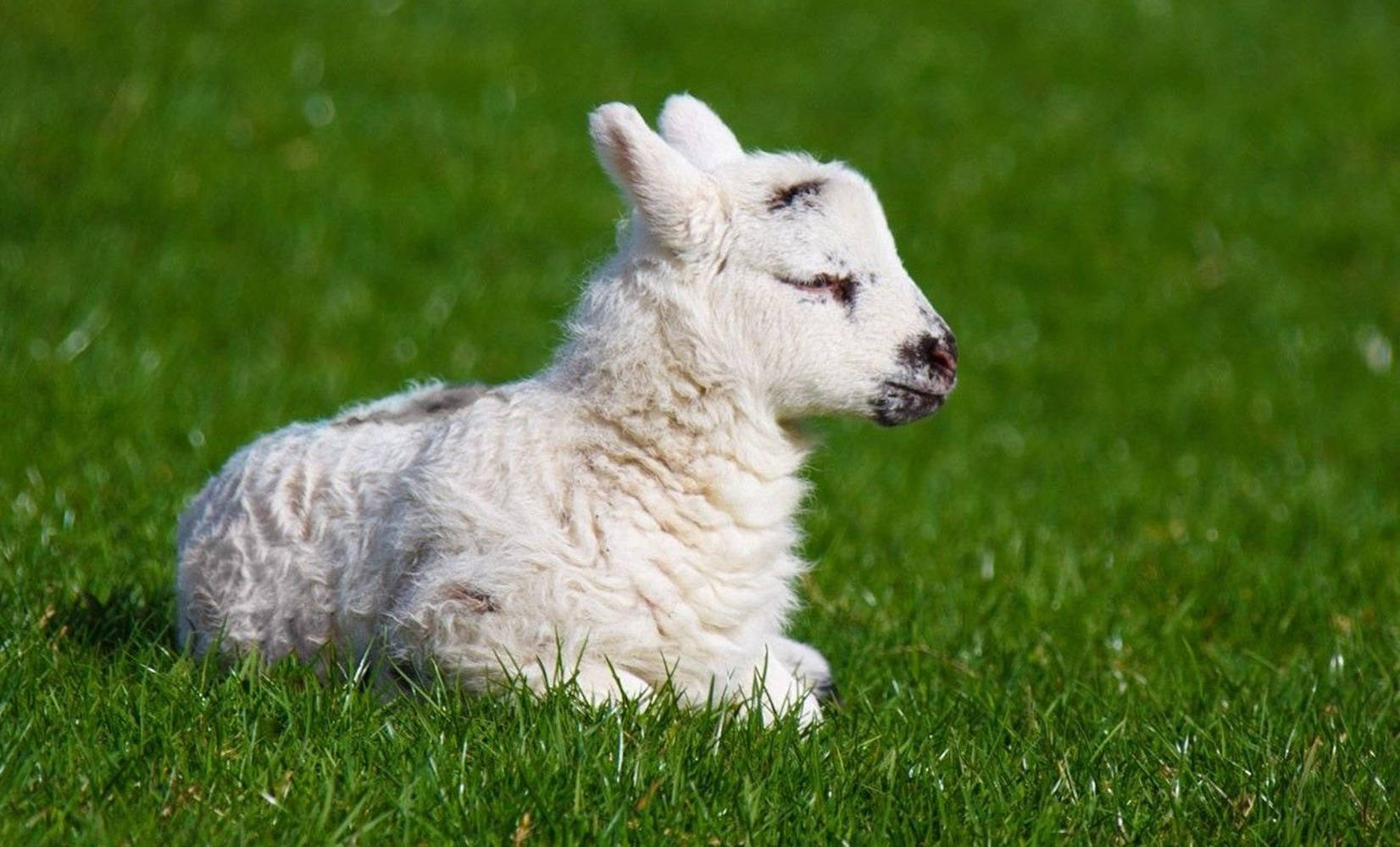 Lamb Side View On The Grass Wallpaper