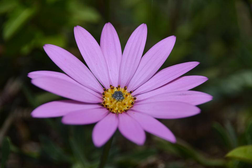 Lavender Aesthetic Daisy In Purple Wallpaper