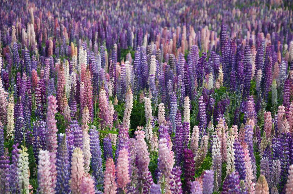 Lavender Aesthetic Stems Wallpaper