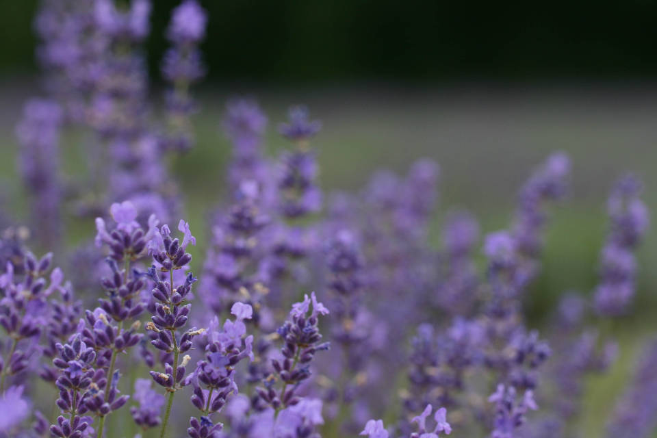 Lavender Aesthetic Violet Buds Wallpaper