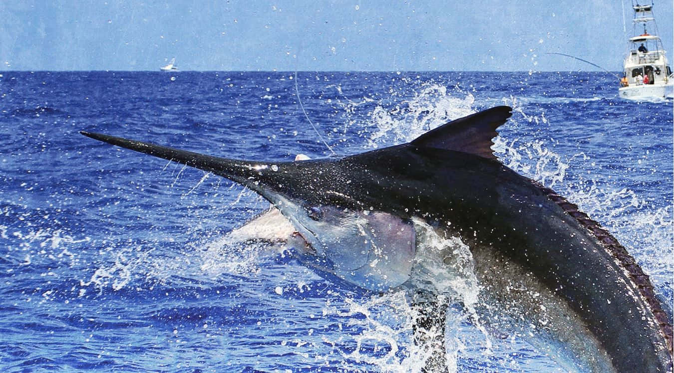 Leaping Marlin Deep Sea Fishing Wallpaper