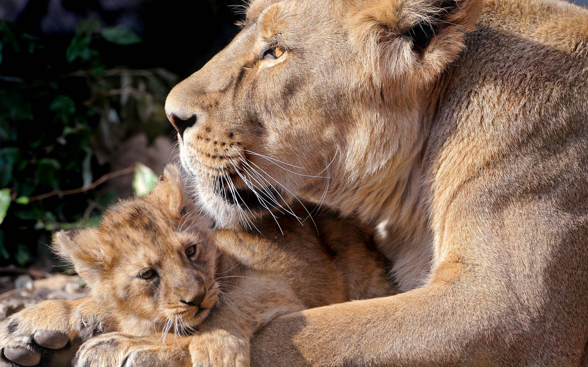 Lion And Tiger Cub Wallpaper