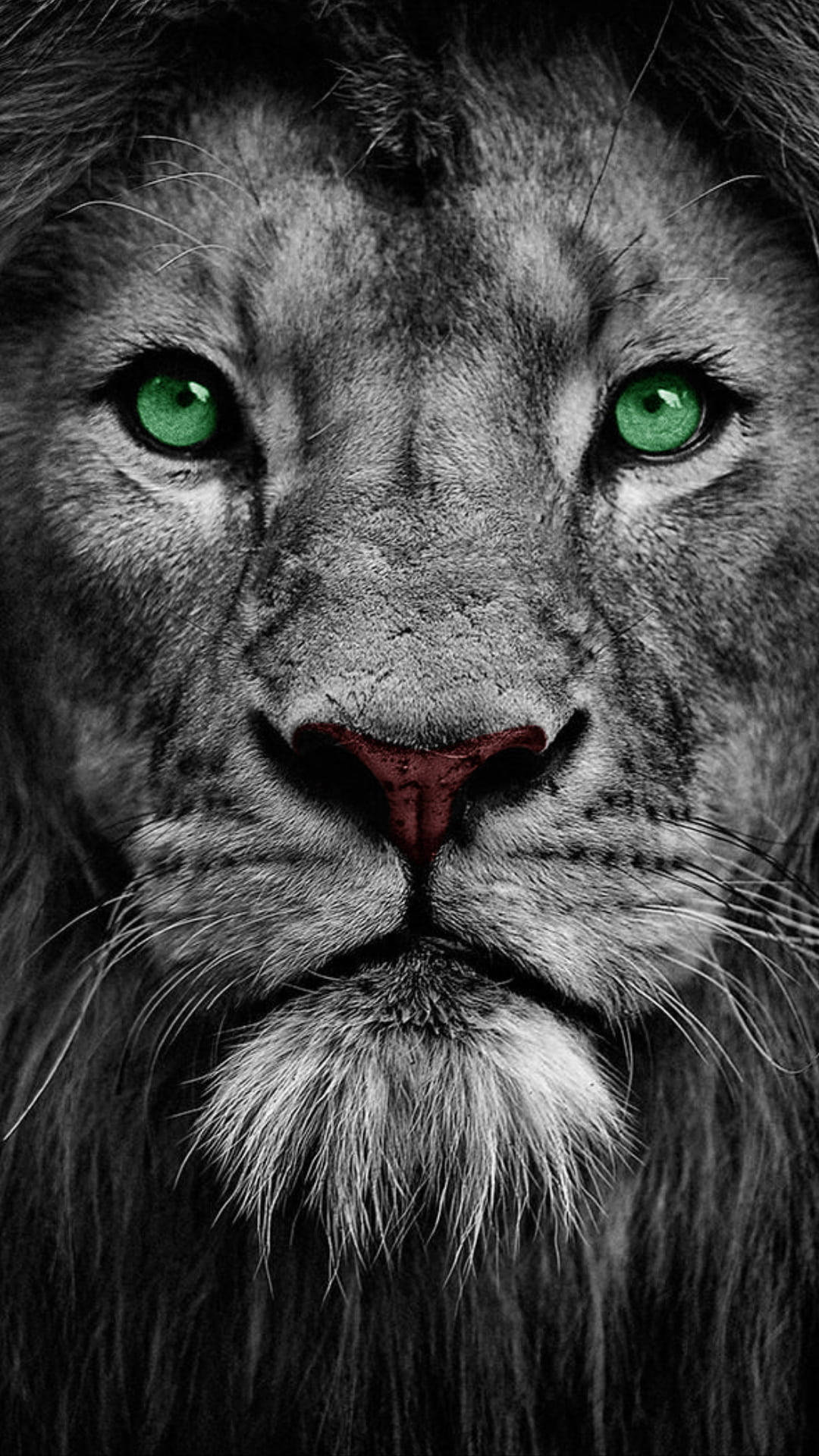 Lion With Cool Green Eyes Wallpaper