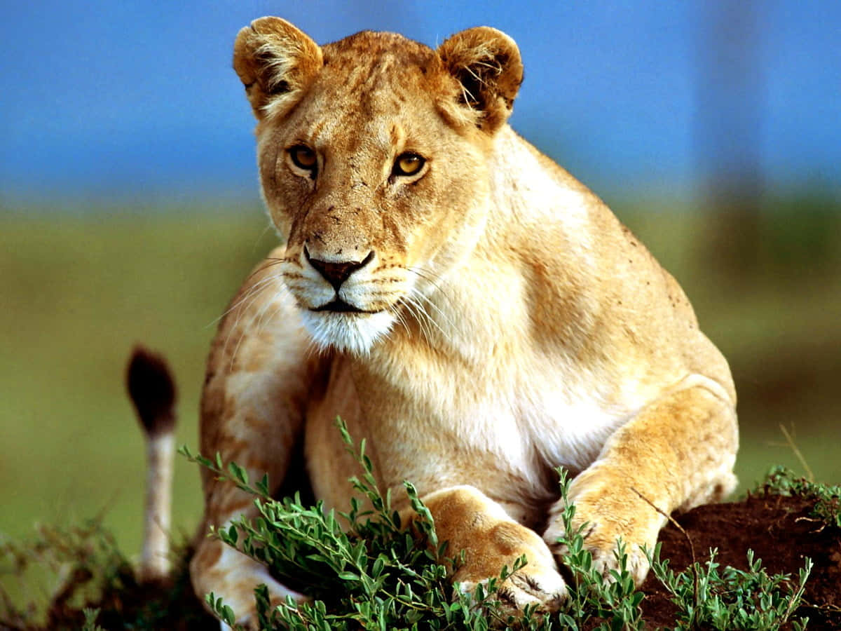 Lioness In A Zoo Wallpaper