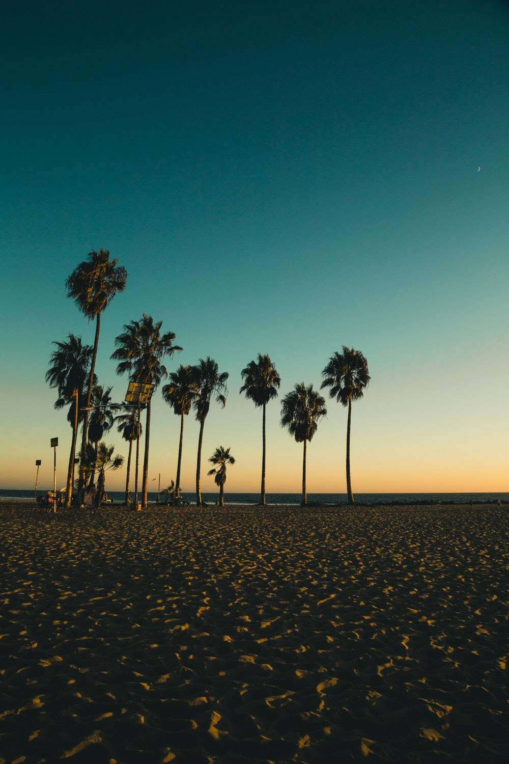 Lo Fi Palm Tree In Beach Wallpaper