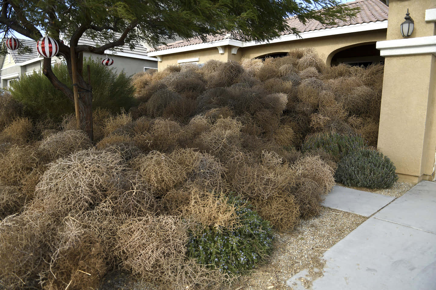 Lone Tumbleweed On The Vast Open Road Wallpaper