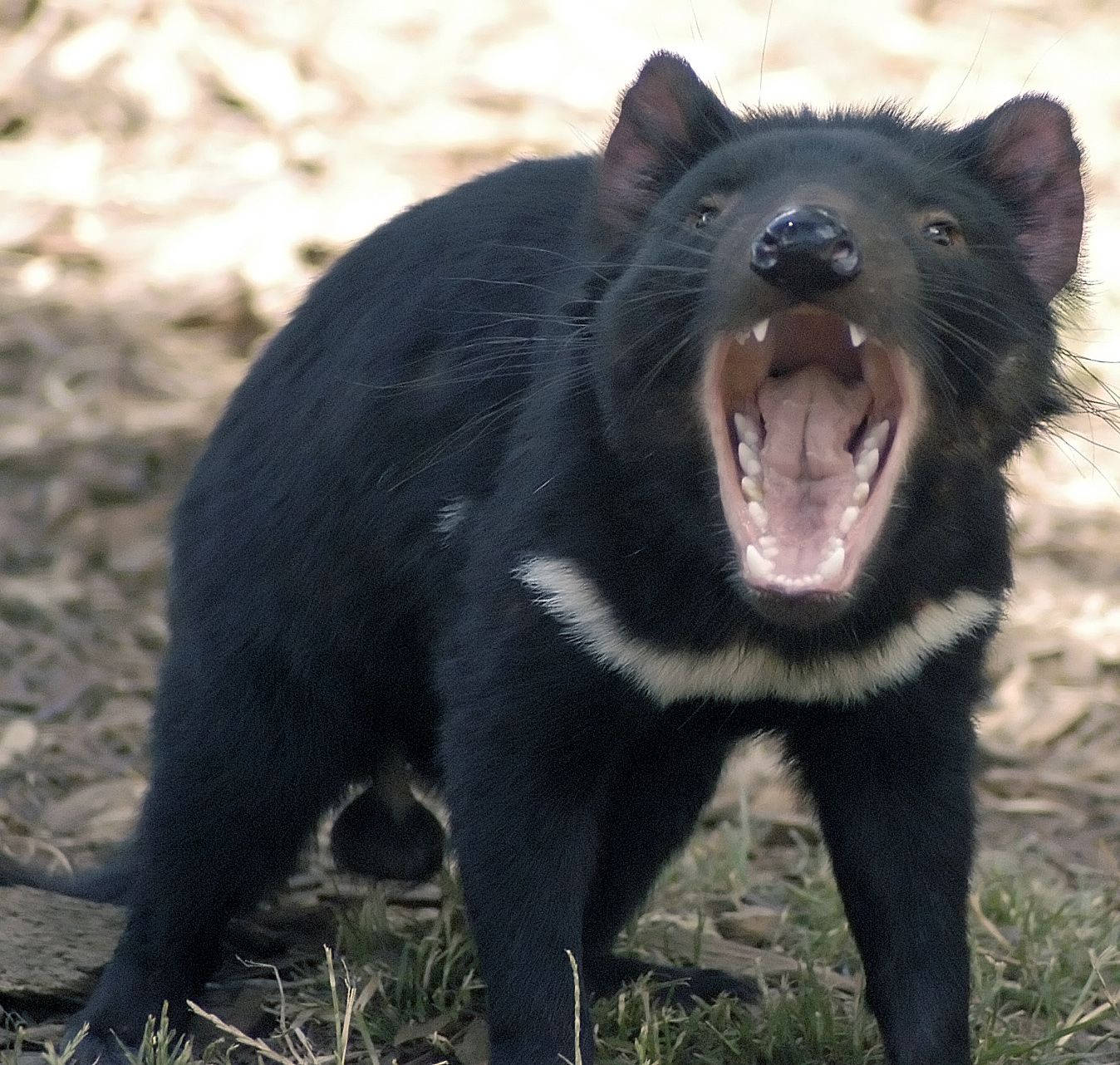 Look Out! An Unmistakable Tasmanian Devil Wallpaper