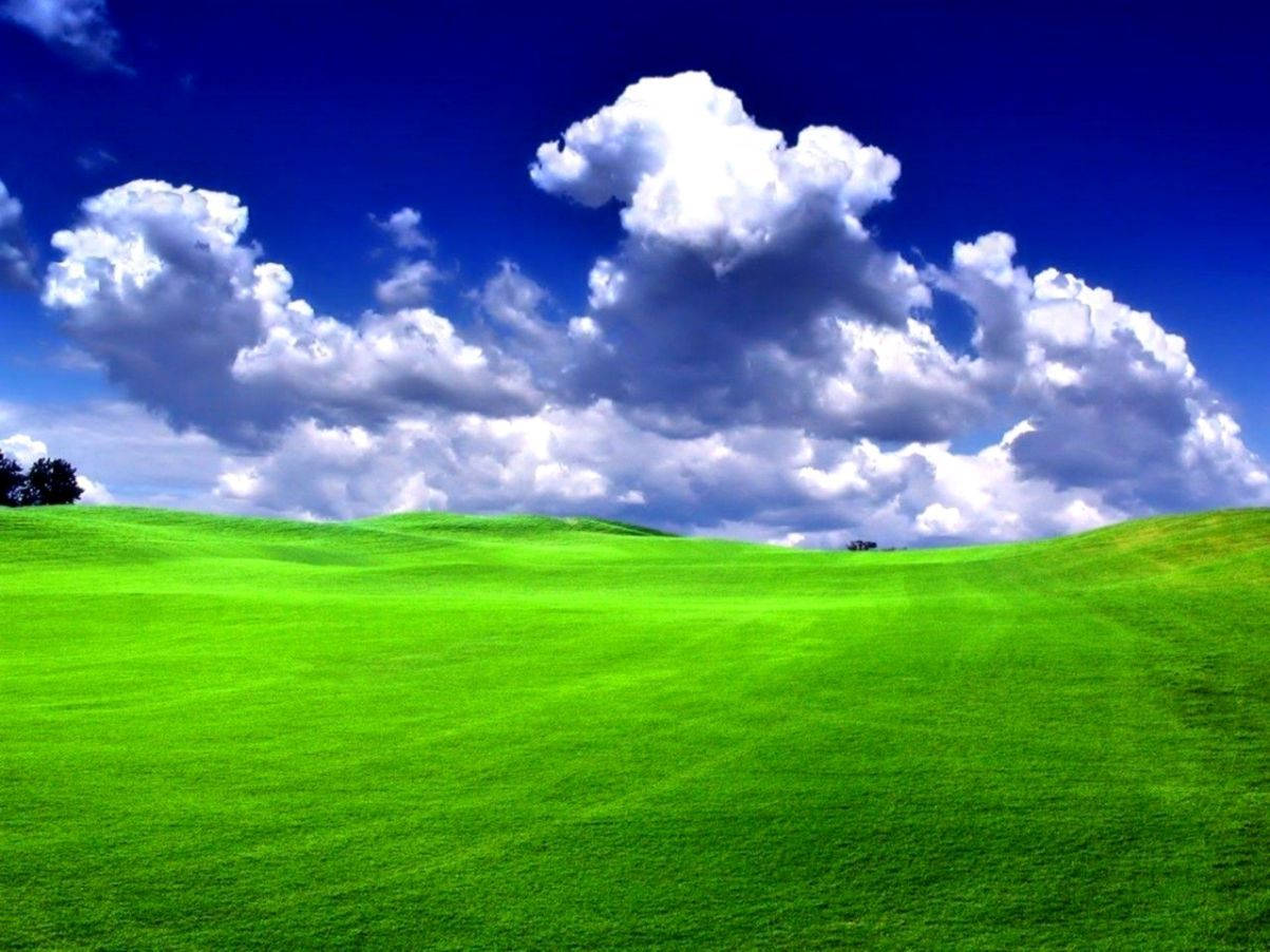 Look Up At The Sky And Feel The Grass Under Your Feet. Wallpaper