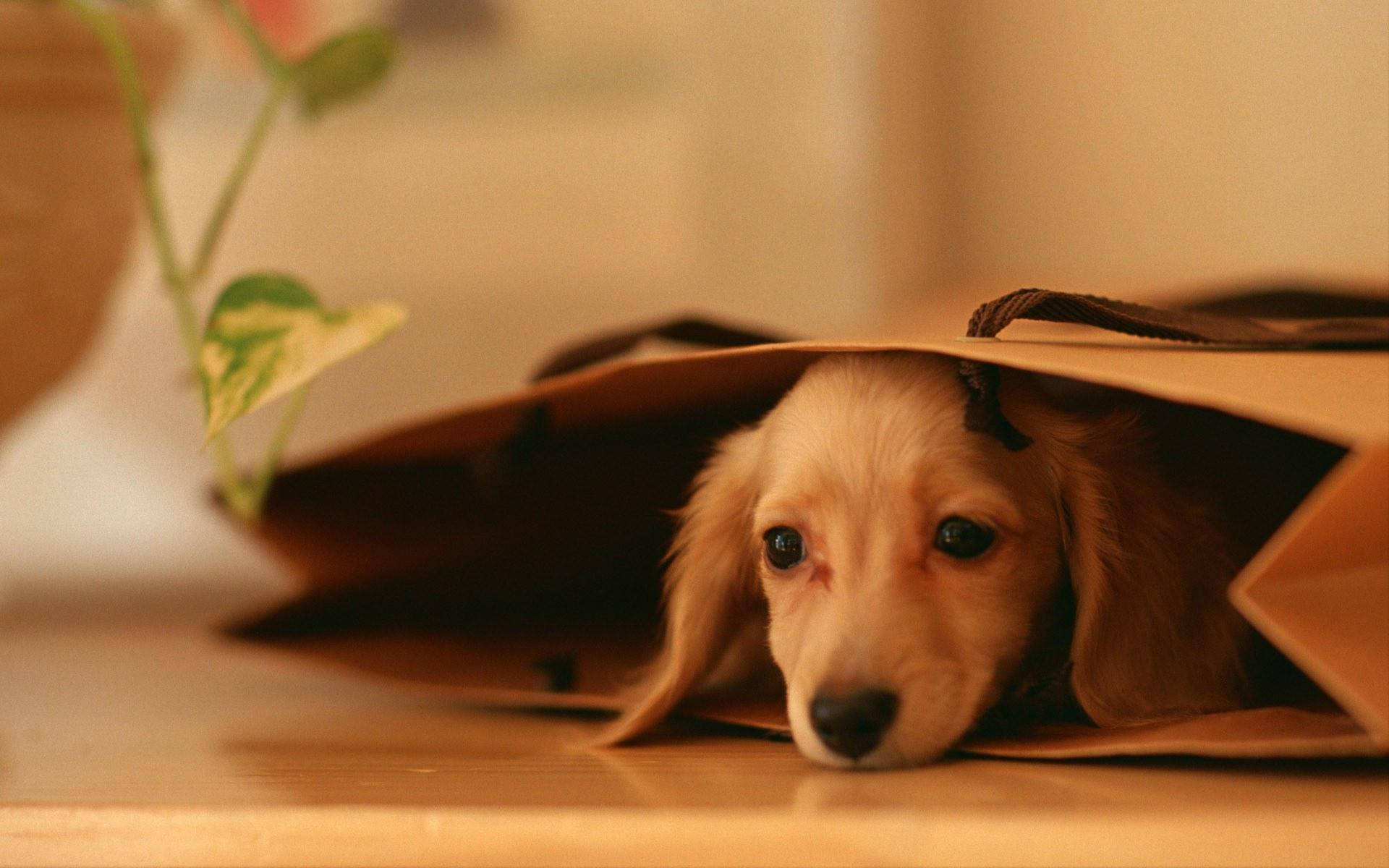 Lovely Dachshund Paper Bag Puppy Desktop Wallpaper