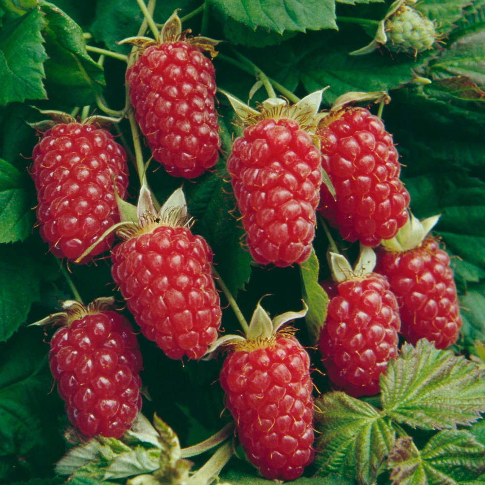 Lovely Unpicked Loganberries Wallpaper