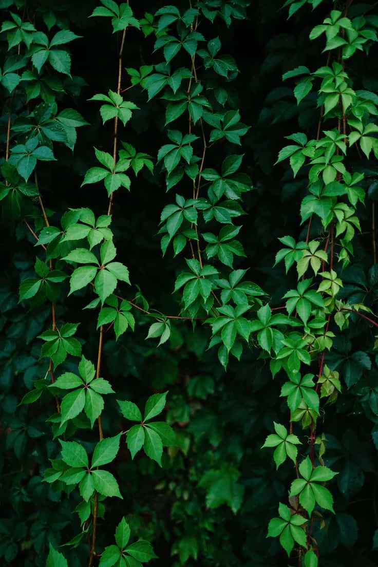 Lush Green Vine Wall Wallpaper