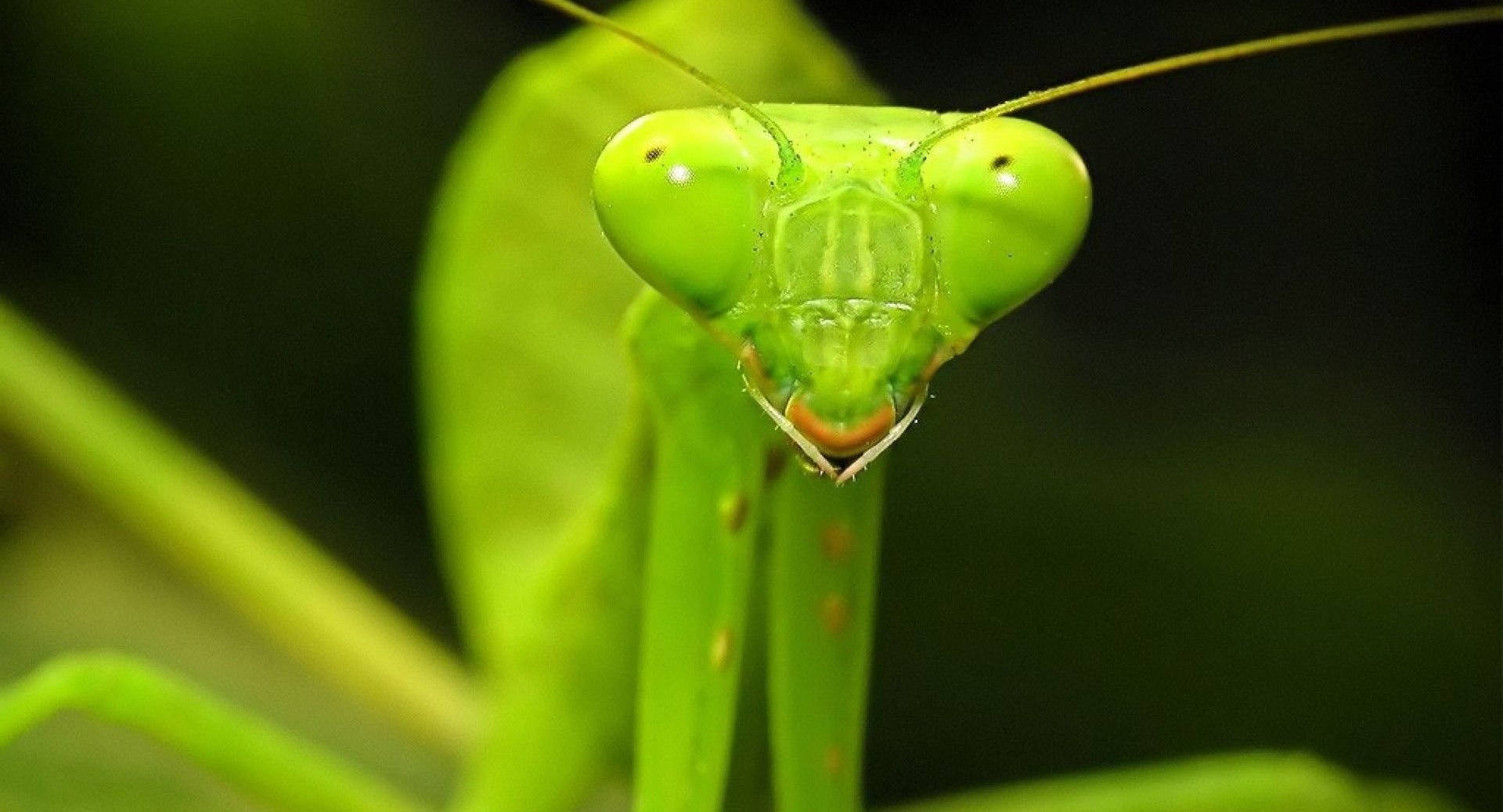 Macro Yellow Green Praying Mantis Wallpaper