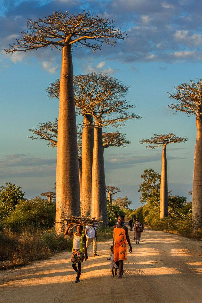 Madadascar Gigantic Baobab Tree Wallpaper