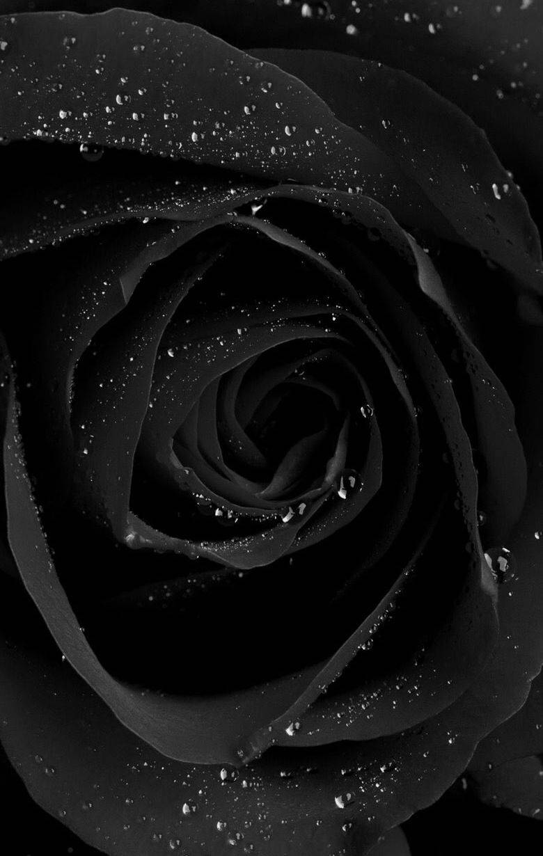 Magical Rare Black Rose Iphone Wallpaper