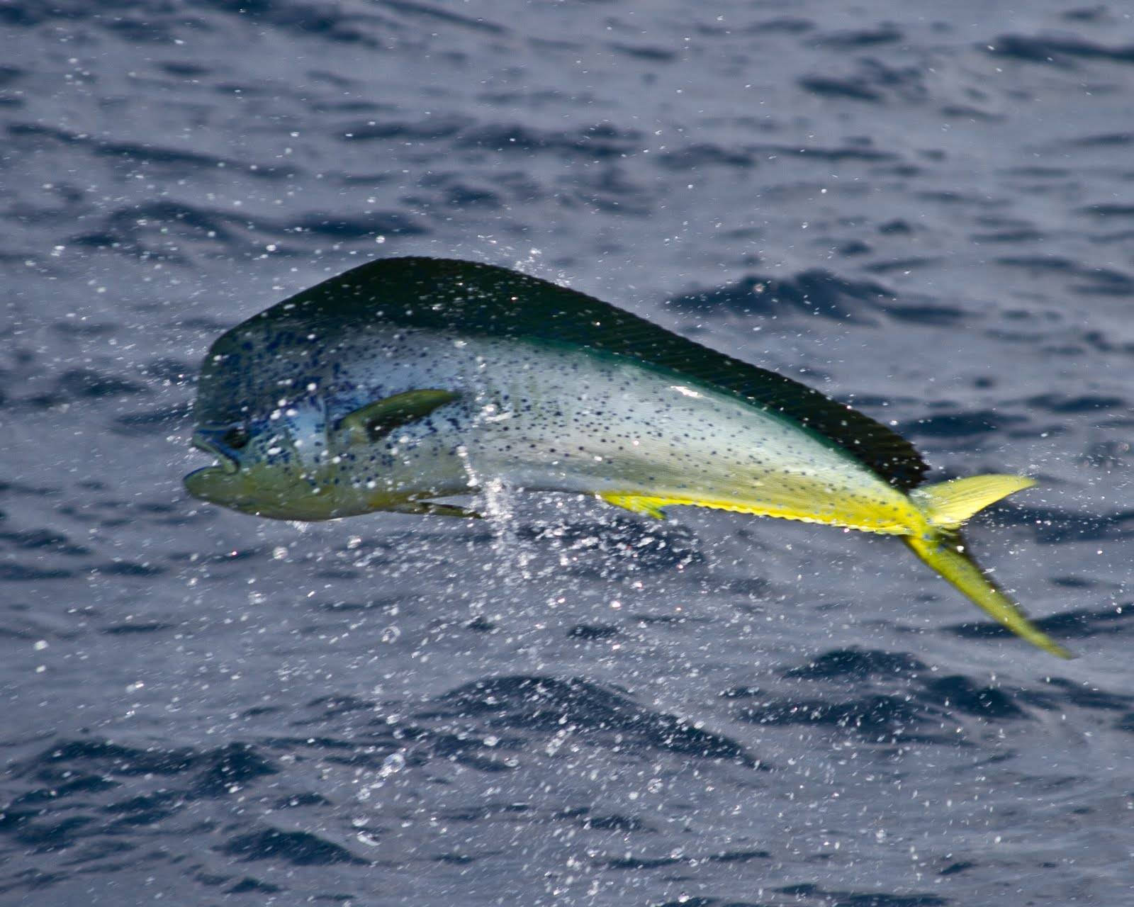 Mahi-mahi Fish On A Jump Wallpaper