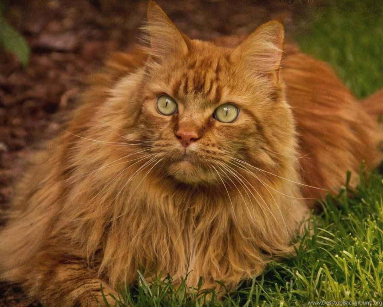 Maine Coon Beautiful Cat Wallpaper