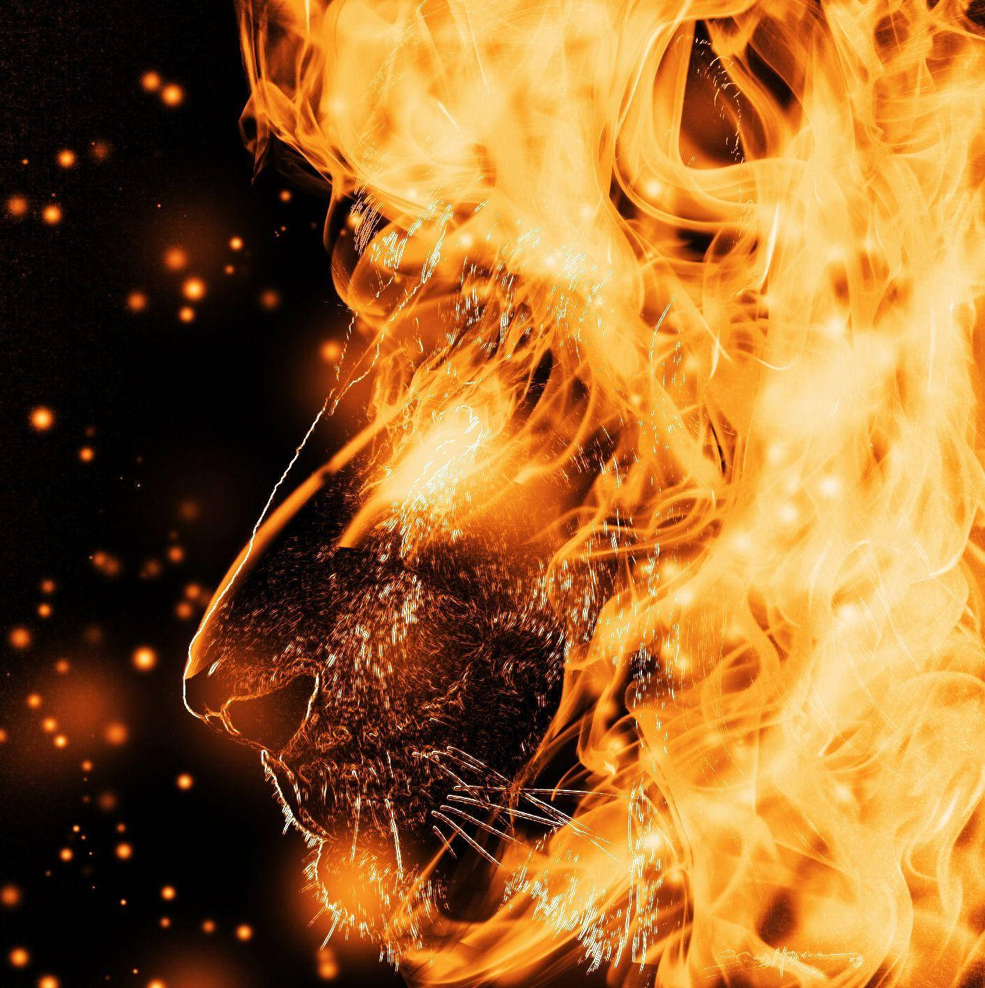 Majestic Fire Lion Roaring Against A Dark Backdrop Wallpaper