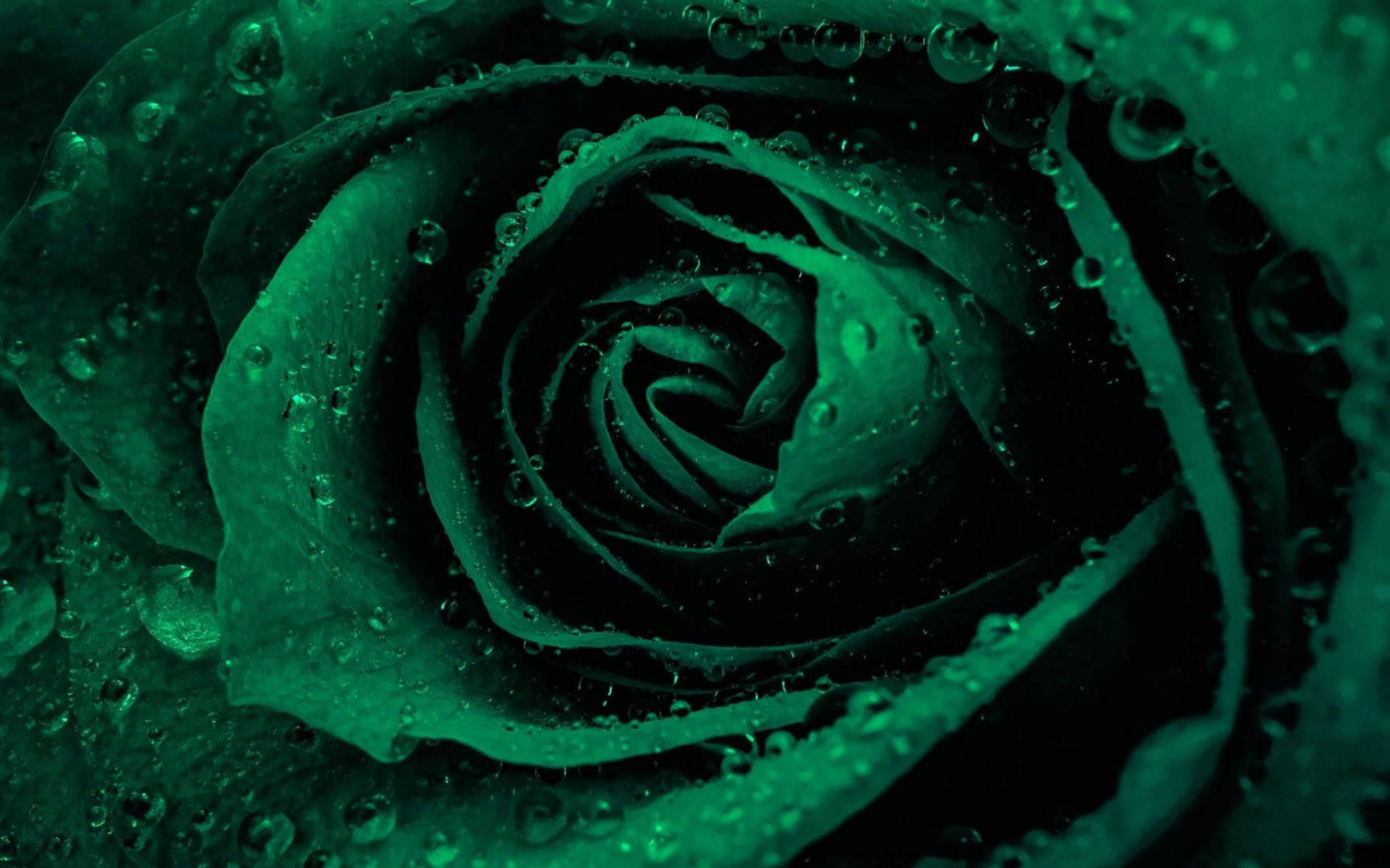 Majestic Green Rose In Full Bloom Wallpaper