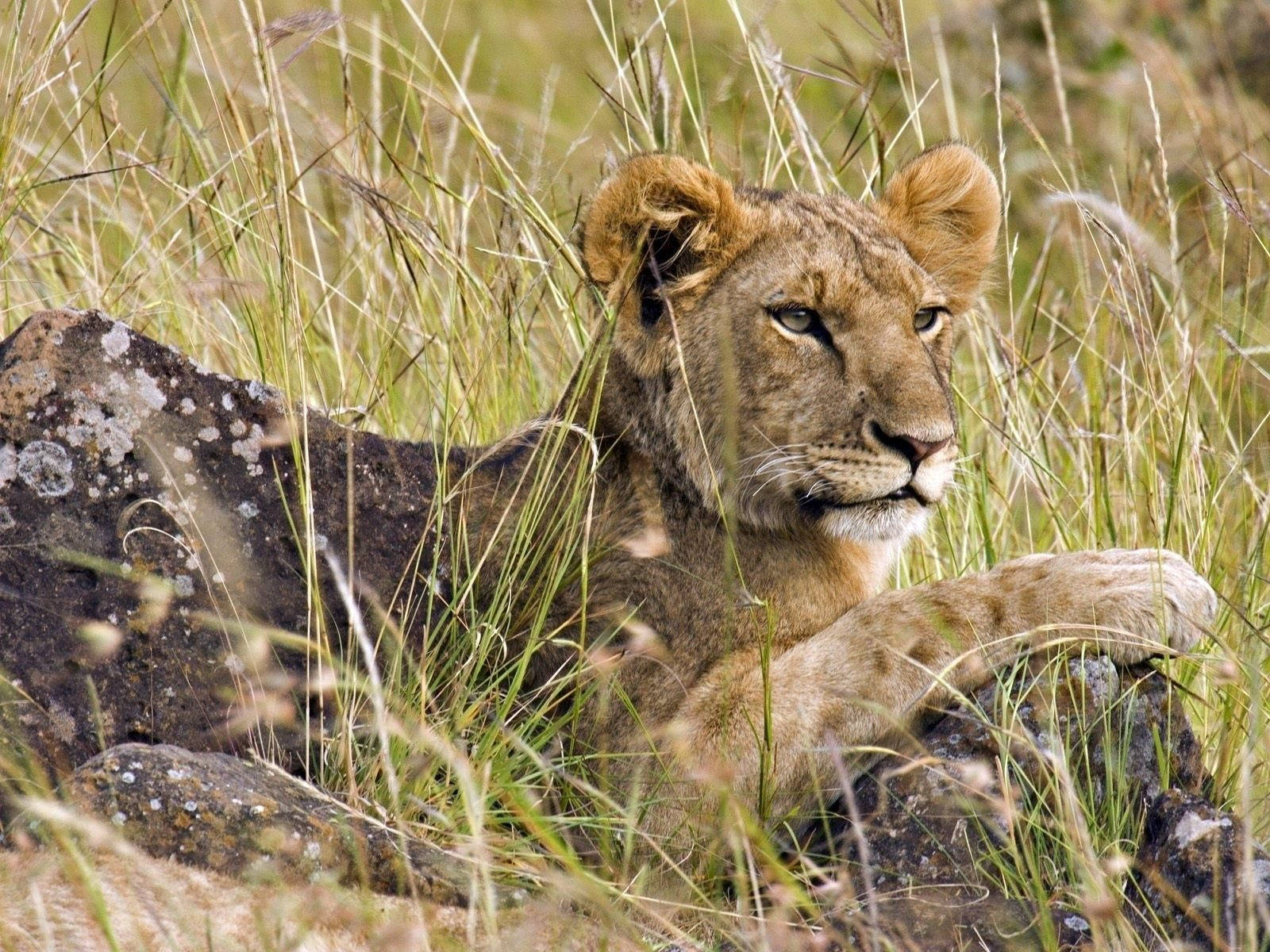 Majestic Lion In The Grass Wallpaper