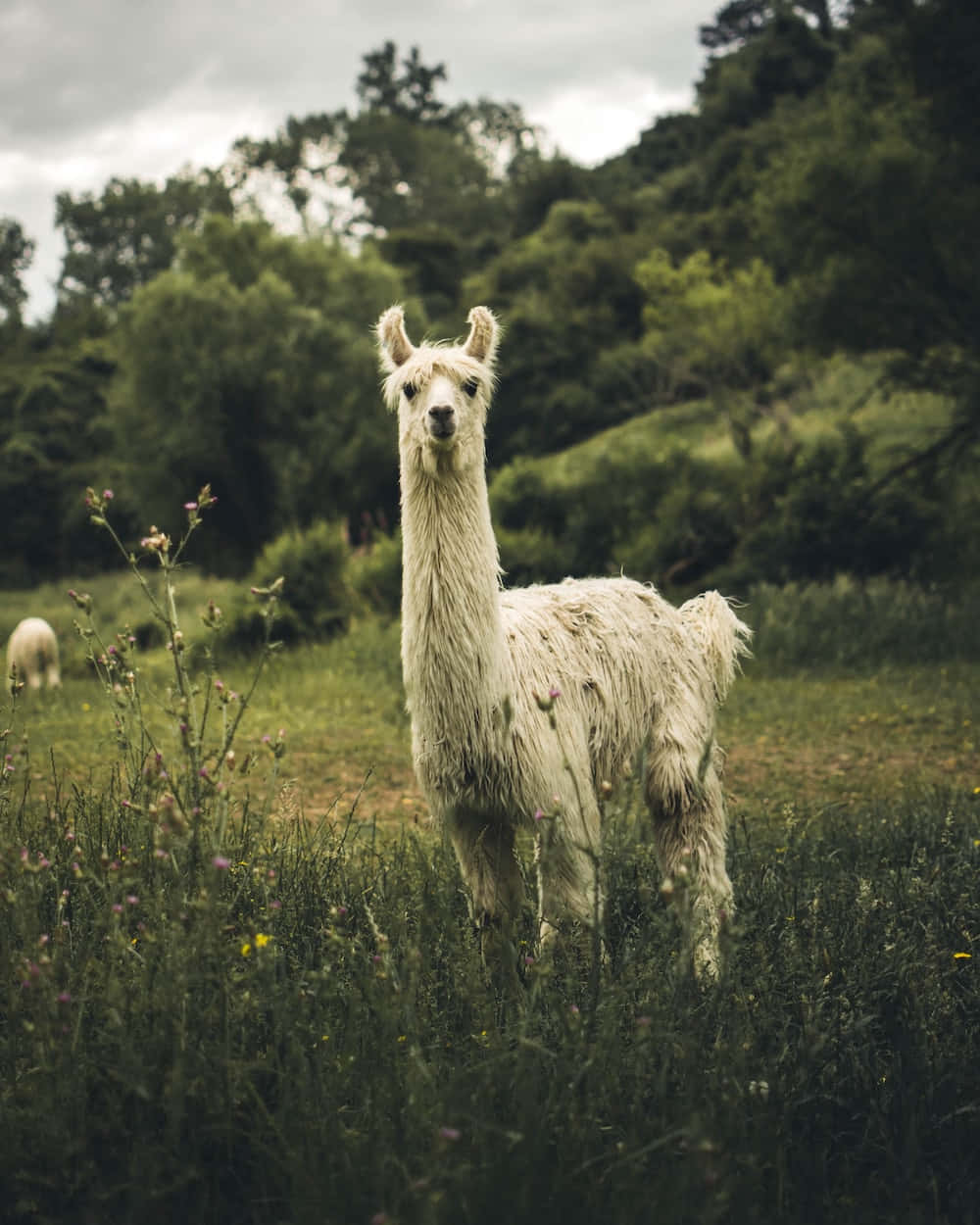 Majestic Llamain Nature.jpg Wallpaper