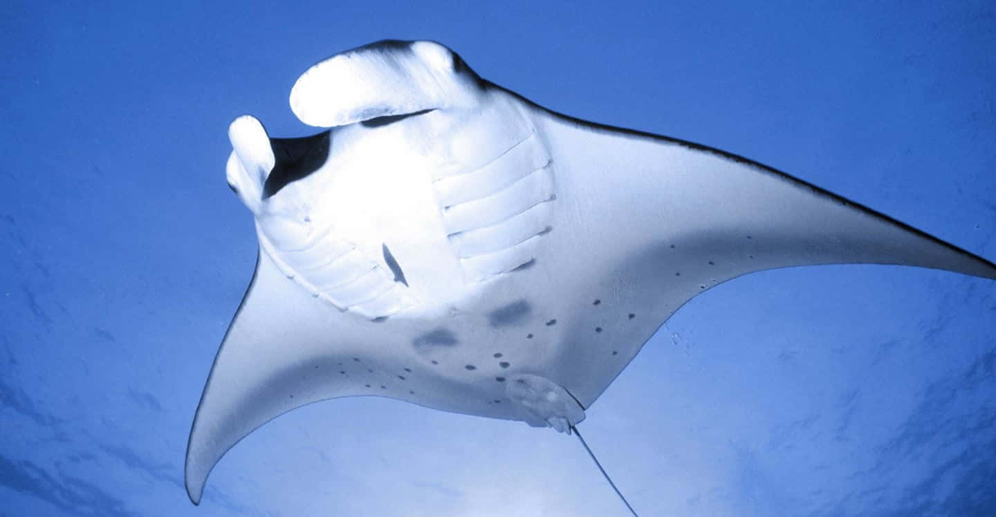 Majestic Manta Ray Gliding Underwater Wallpaper