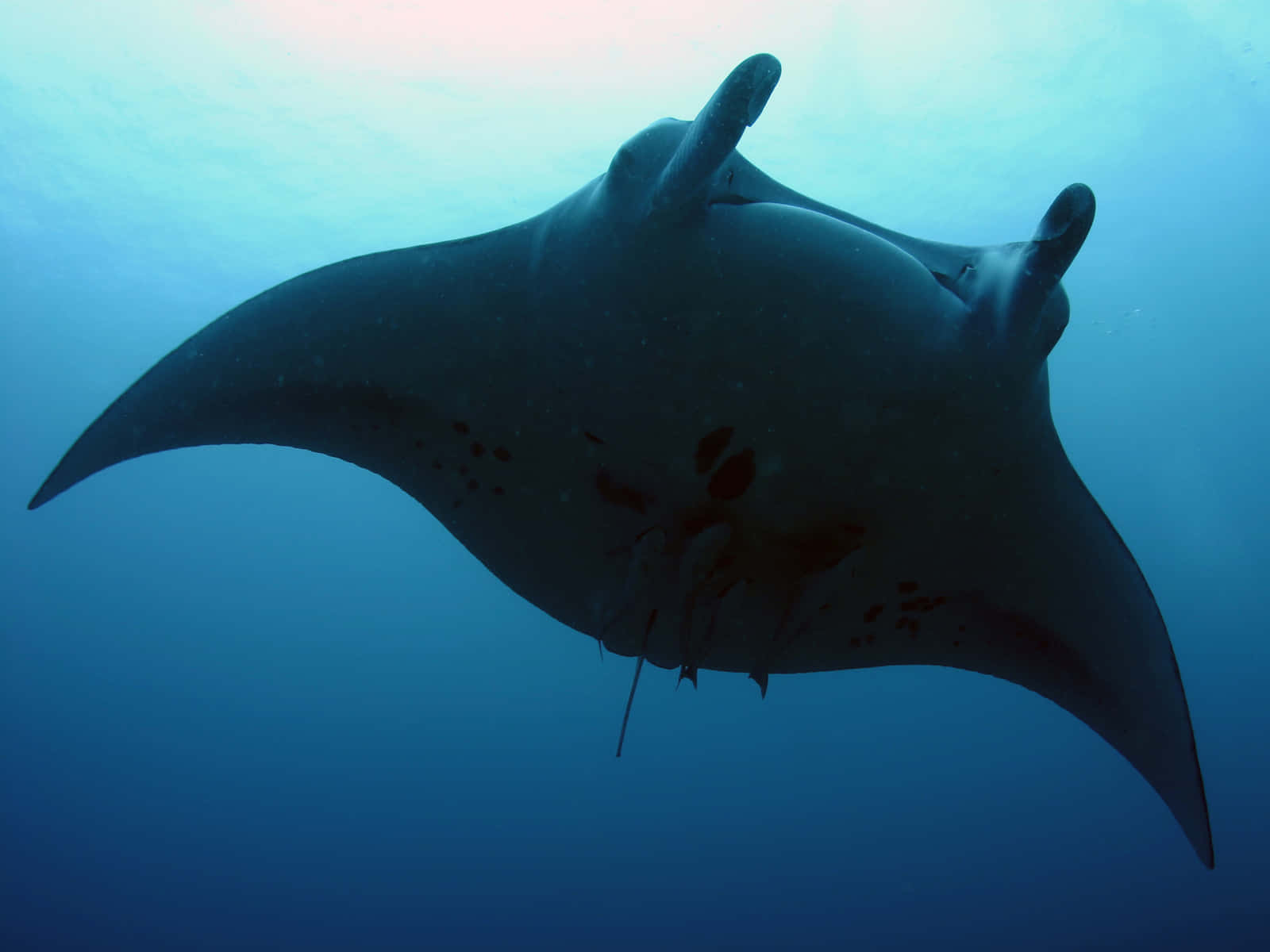 Majestic Manta Ray Underwater Wallpaper