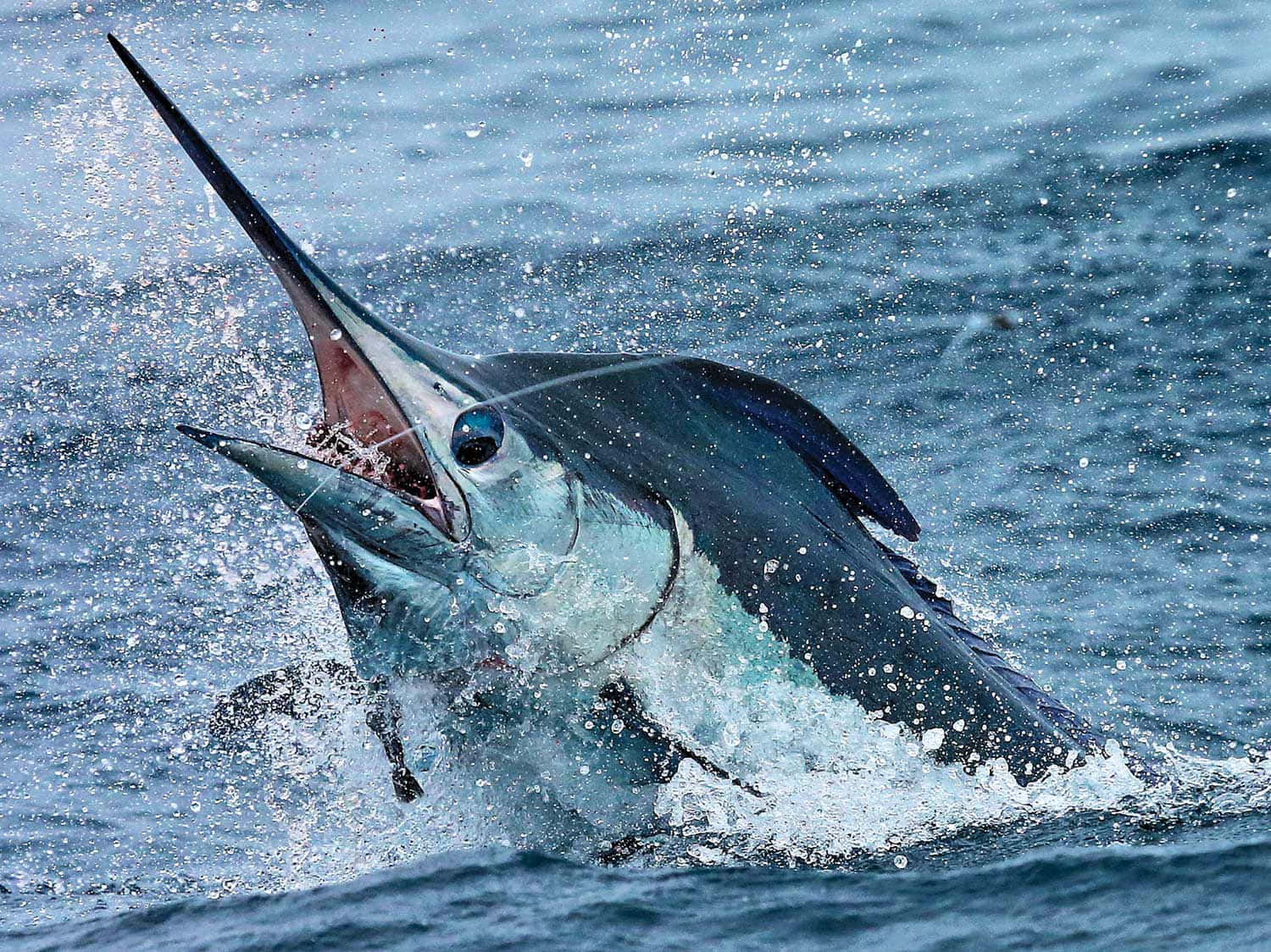 Majestic Marlin Leaping In Sea Wallpaper