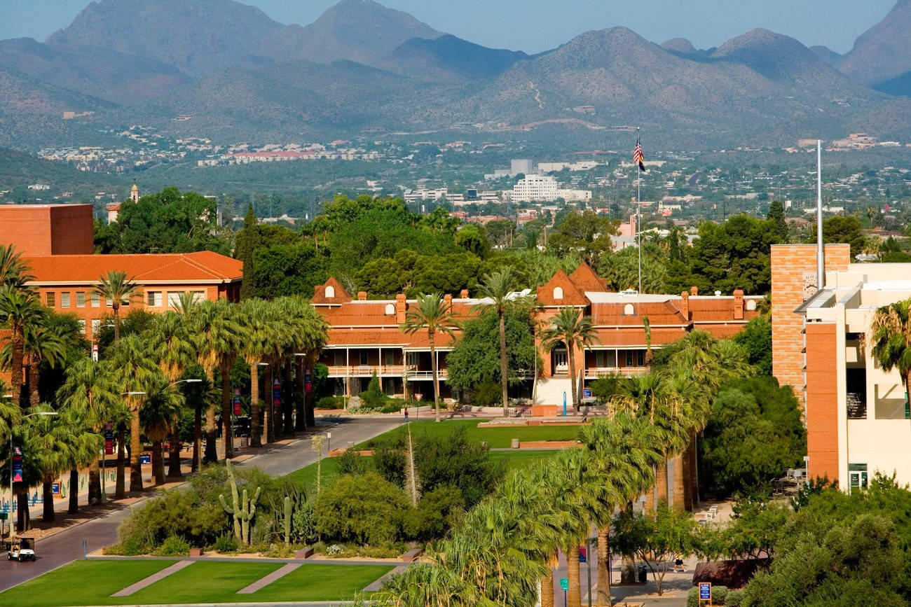 Majestic Palm Trees At The University Of Arizona Wallpaper