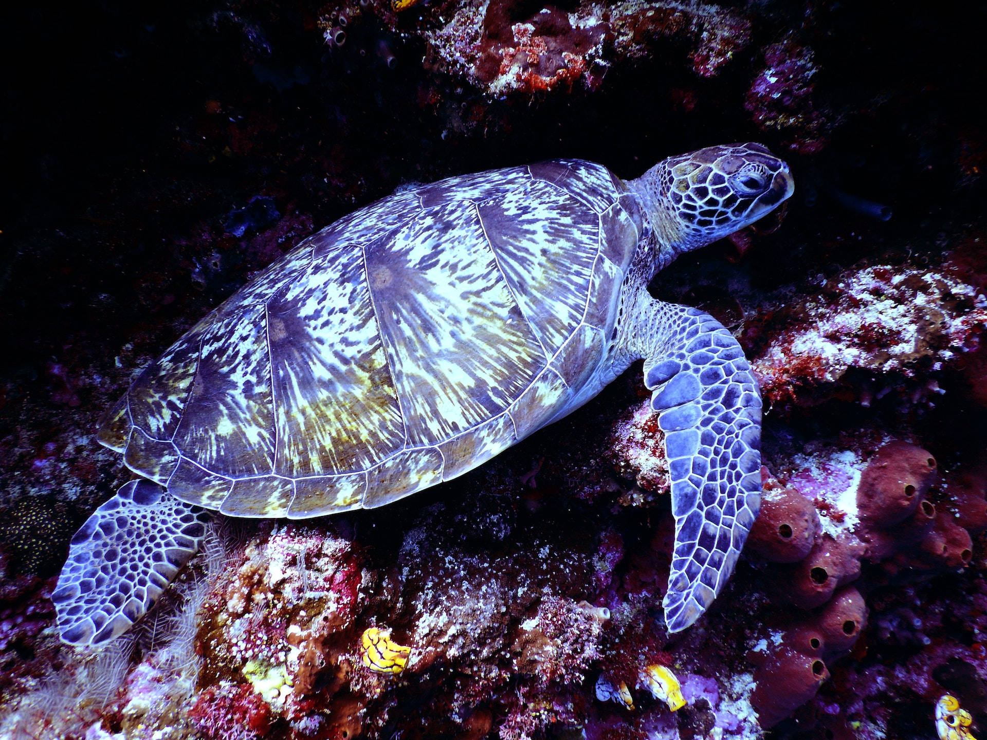 Majestic Sea Turtle Gliding Through Vibrant Coral Reefs Wallpaper