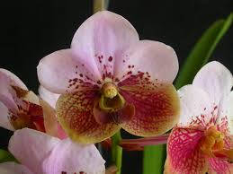 Majestic Waling-waling Orchid Wallpaper