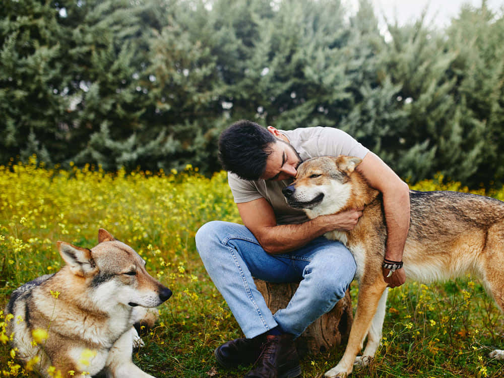 Majestic Wolfdog Chilling In Nature Wallpaper