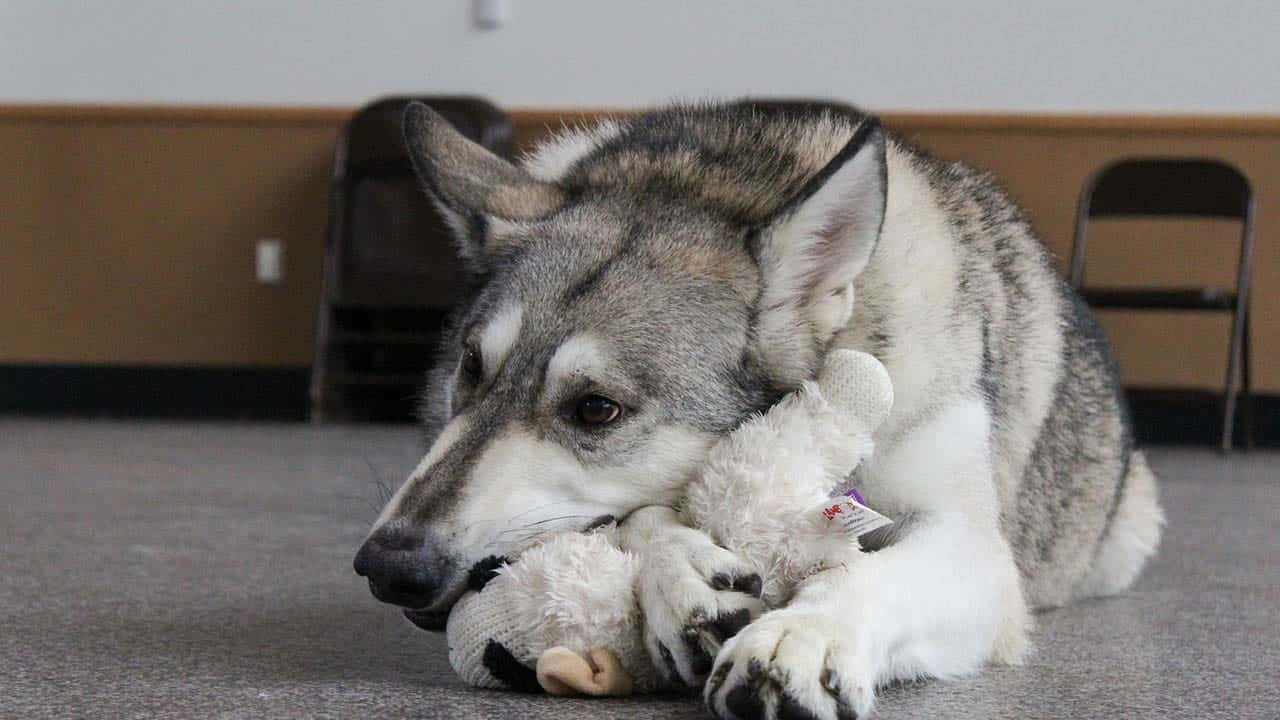 Majestic Wolfdog Gazing Into The Distance Wallpaper