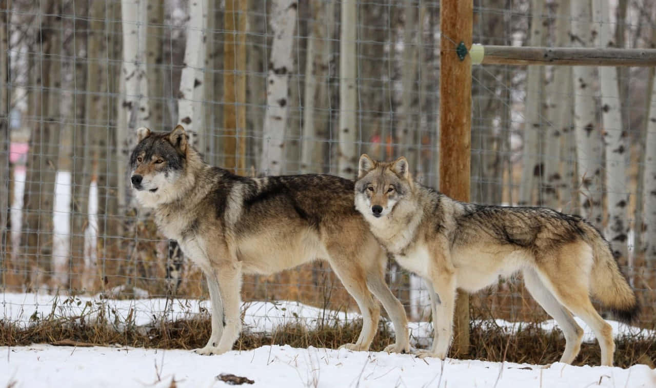 Majestic Wolfdog In Natural Habitat Wallpaper